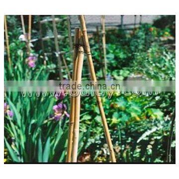 Thick Walled Cheap Tonkin Bamboo Poles Wholesale for Plants
