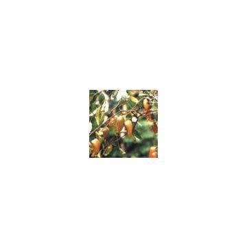Griffonia Seed Extract