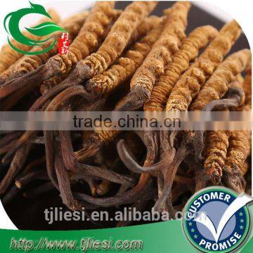 supply natural cordyceps not extract