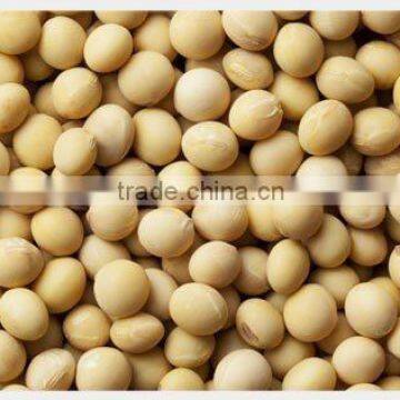 Soybean