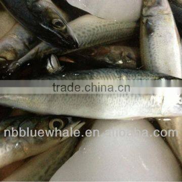 Pacific mackerel 200-300g new coming fish