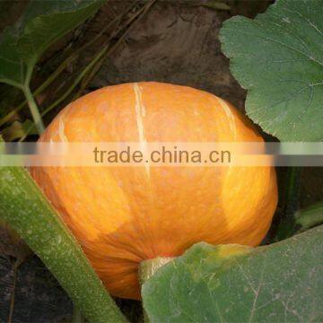 Yellow Sun Chinese Yellow Skin High Yield Pumpkin Seeds photo-2