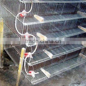 Chicken Poultry Cages