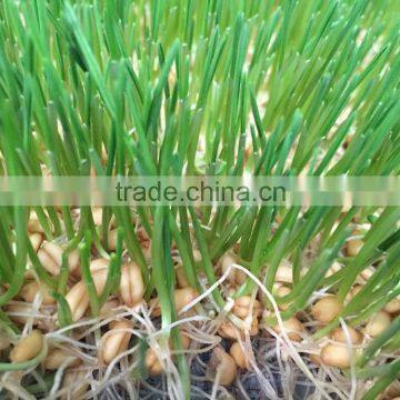 Hydroponics Animal Fodder Machinprofessional Automatic Oat Rooting Machine /bean Budding Machine/animal Fodder Sprouting Machine photo-4