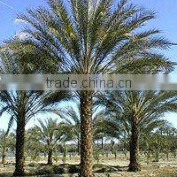 Phoenix Dactylifera tree, Palm tree