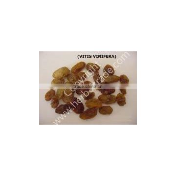 VITIS VINIFERA EXTRACT