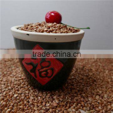 2015With Good Manufacturer Roasted Buckwheat Kernel photo-2