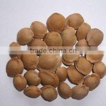 Best Quality Common bitter apricot kernels(GF3)