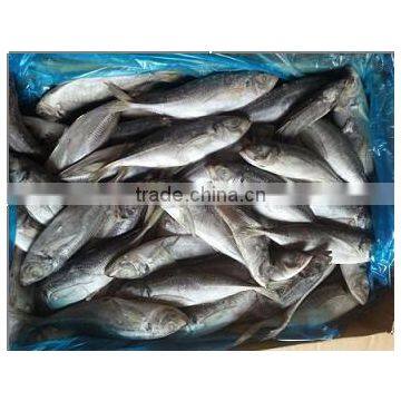 Fresh Seafood Frozen Horse Mackerel fish