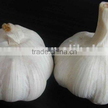 normal white 6.5cm fresh garlic DT 2010