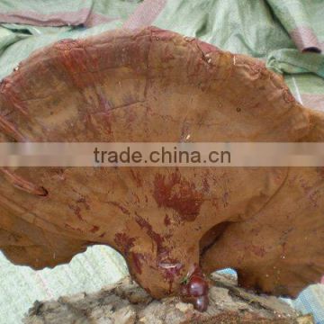 BNP Supply High Quality And Organic Reishi Mushroom Extract Triterpene 1%