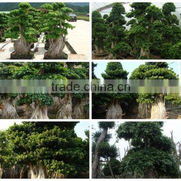 big size medium small size shaped outdoor indoor ornamental foliage bonsai plants of Ficus Microcarpa