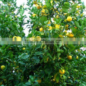 Lemon Tree