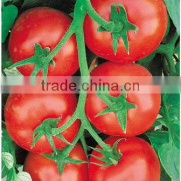 Big Red Fruit Tomato Seed For Sale Tianfu 269