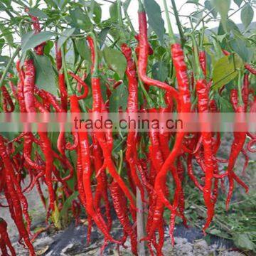 All Kinds Of Green /Red Hot Pepper Seeds Hot Chilli Seeds Vegeatable Seed for Sale photo-4