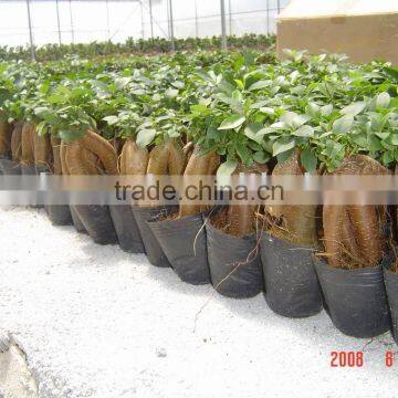 Ficus Microcarpa