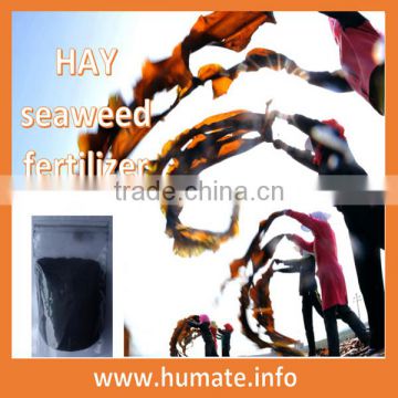 fine powder seaweed extract used in farming