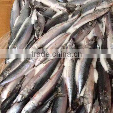 BQF Frozen Fish Pacific Mackerel Fish