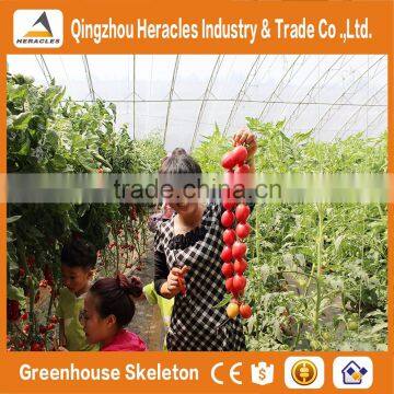 Heracles Trade Assurance Agricultural Greenhouse for Tomato photo-5