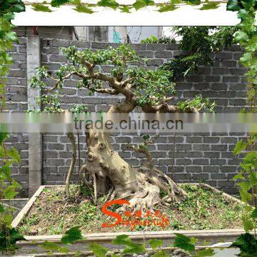 Mini Artificial Plastic Banyan Tree 7ft Fake Curved Trunk for Home Decoration photo-3
