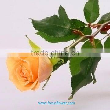 Export fresh cut flowers roses fresh cut marigold flowers best hot sale fresh cut flowers kenya roses with redness colorful best