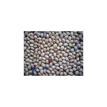 light speckled kidney beans round shap