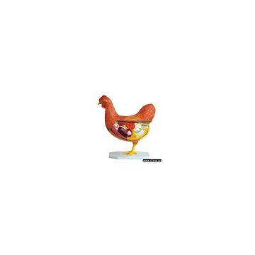 Sell Model of Hen