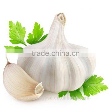 The Best Vegetable Product from China Fresh Garlic