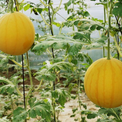 Good Flavor Hybrid Golden Yellow Rind Watermelon Seed photo-2