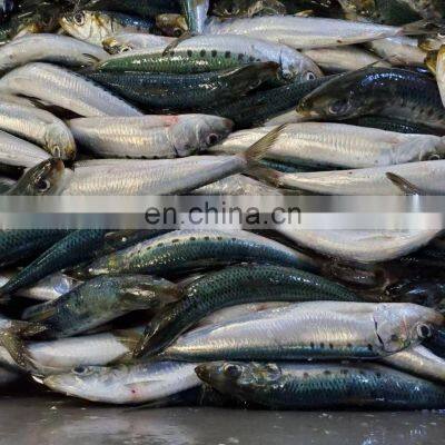 Good Quality IQF Frozen Sardine Fish Fillet for Processing photo-5