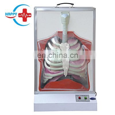 HC-S282 Human Electric Respiratory System Model/Biological Teaching anatomy model