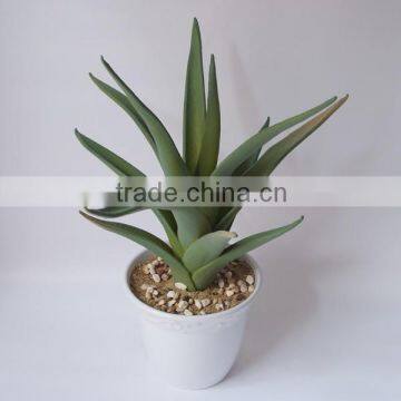 MINI Aloe Vera Plants For Sale