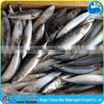 new frozen whole pacific IQF BQF mackerel on sale