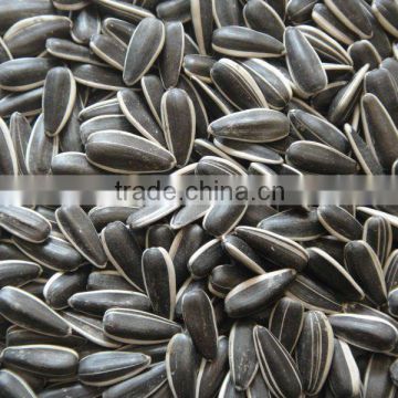 new crop Inner Mongolia Sunflower seeds 363