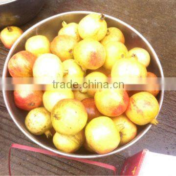 High Quality for Pomegranate Peeling Machine photo-3