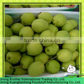 China shandong green pear