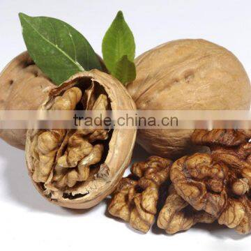 Chinese Good Quality Walnuts Prices