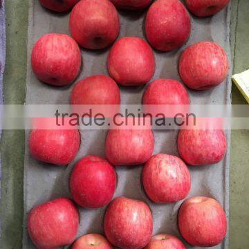 LUOCHUAN TOP APPLES