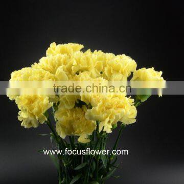 Fresh Cut Flower Importers Fresh Flowers Carnations From Kunming Yellow Wholesale Carnation Flowers