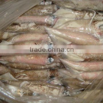 Frozen Patagonian Squid Whole Round