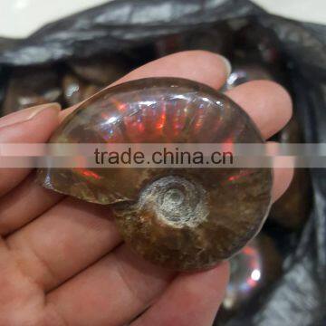 Wholesale Top Quality Rainbow Ammonite Fossil Specimens