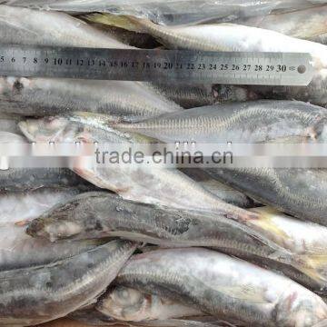 frozen whole round fish Horse mackerel 22-25cm for sale