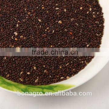 Black millet bird feed