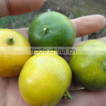 fresh Calamansi / whatsapp +84963818434