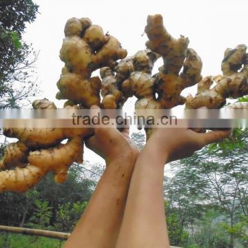 Season New,, ginger Viet Nam