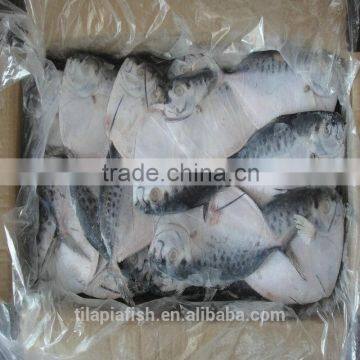 Fresh moonfish hot sell China origin