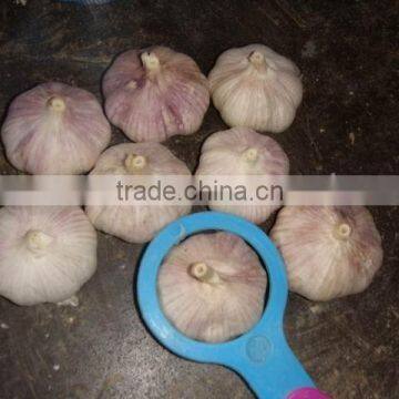 fresh garlic