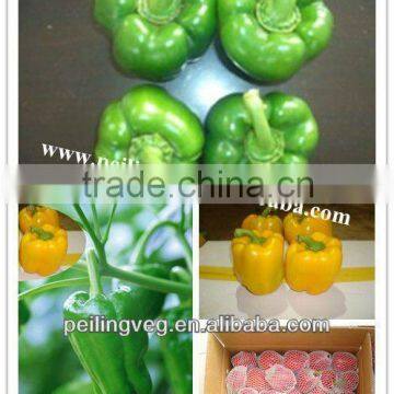 New crop Color sweet bell pepper from Shouguang