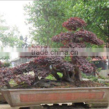 Red Flower Loropetalum Chinense for Ornamental Outdoor Landscaping Beautiful Bonsai Plants