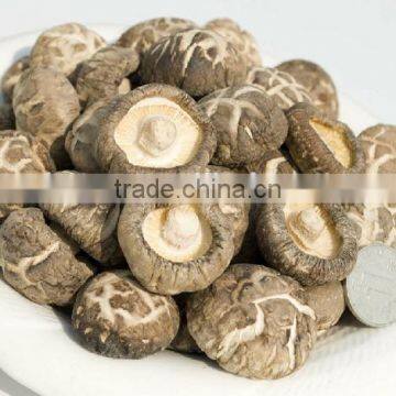 Green Healthy Dried Smooth Mushroom for Sale photo-3